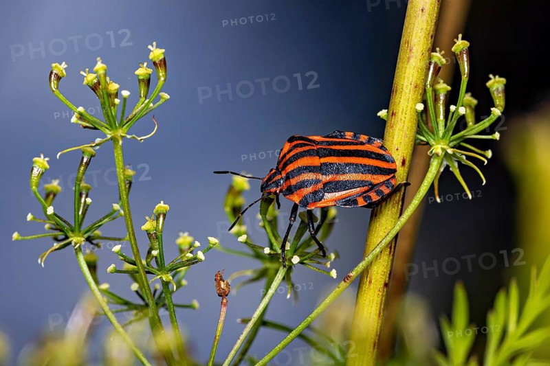 The striped bug is perched on a plant with small buds against a blurred background, a striped bug near Herleshausen, Germany (Graphosoma italicum)