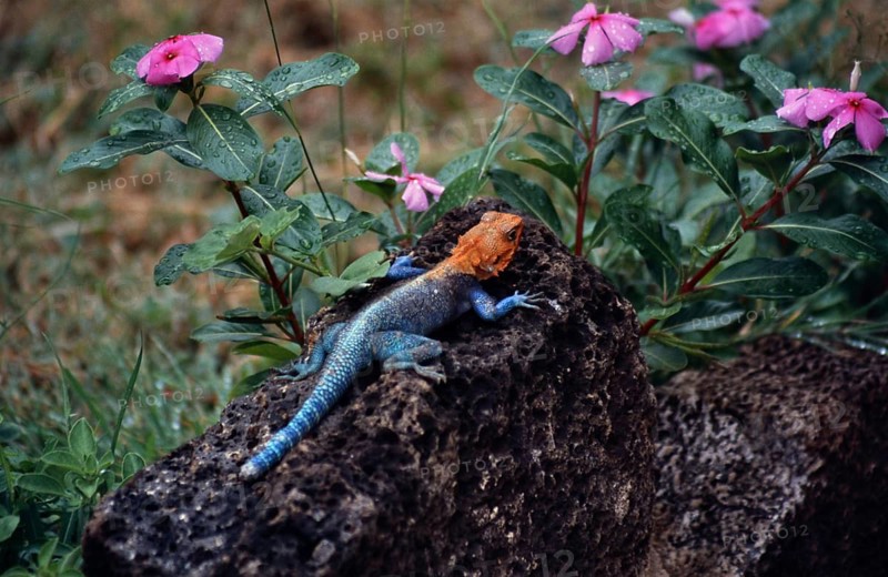 A rock agama (Agama agama) rests on a lava rock, surrounded by pink-blooming flowers and green leaves covered in raindrops, Tsavo National Park, Kenya
