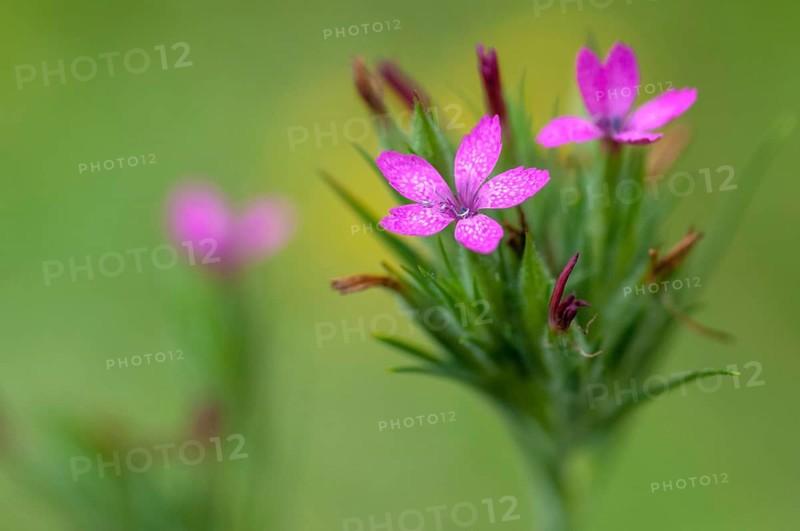 Tuft clove, caryophyllaceae, deptford pink, dianthus armeria, grass pink, clove family, rough clove, flora, plants, plants