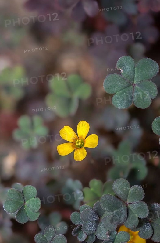Horned sorrel, horn sorrel, hornfruit sorrel, neophyte, oxalidaceae, oxalis corniculata, sorrel, sorrel clover, creeping woodsorrel, flora, high size, portrait format, plants, procumbent yellow sorrel, sleeping beauty