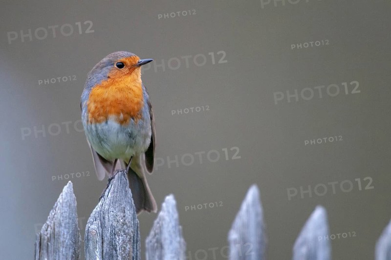 Erithacus rubecula, robin, robins, birds, garden, garden fence, passeri, songbirds, songbirds, birds