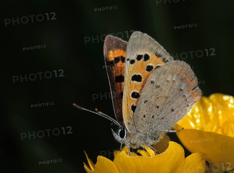 Moth, small moth, Lycaena phlaeas, small copper, butterfly, insects, butterfly, butterflies