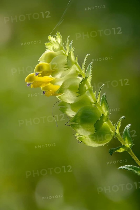 Brownroot, glandular rattlespot, rhinanthus rumelicus, scrophulariaceae, flora, high size, portrait, rattlespot, plants, plants