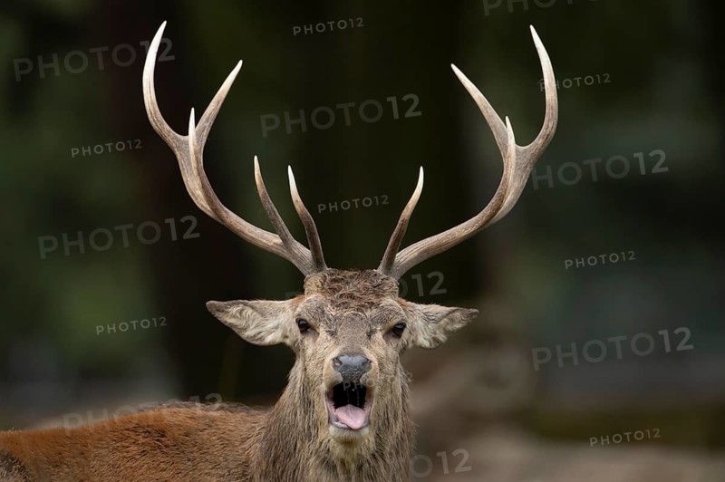 Red deer (Cervus elaphus) adult male stag animal roaring with its mouth open during the rutting season in autumn, England, United Kingdom
