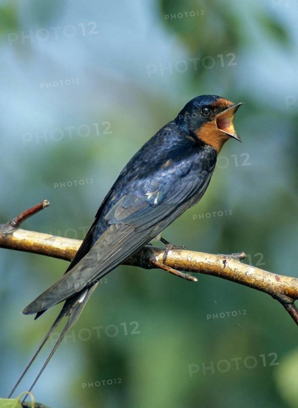 Hirundo rustica, house martin, swallow, birds, song, high size, portrait format, leo, male, passeri, swallows, singing, songbirds, birds