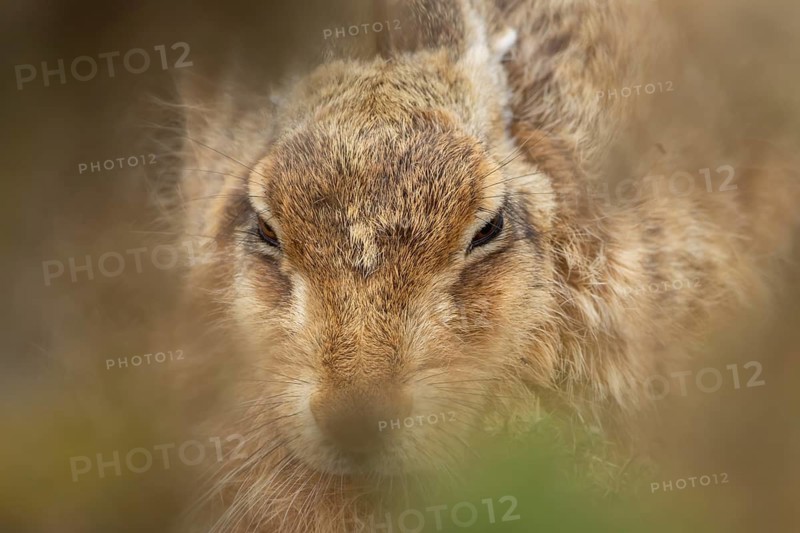 European brown hare (Lepus europaeus) adult animal head portrait, England, United Kingdom
