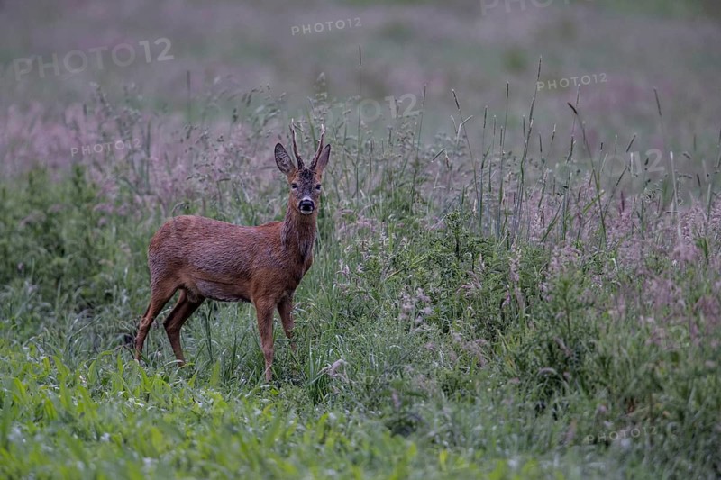 Roebuck (Capreolus capreolus) in a meadow, Lower Saxony, Germany