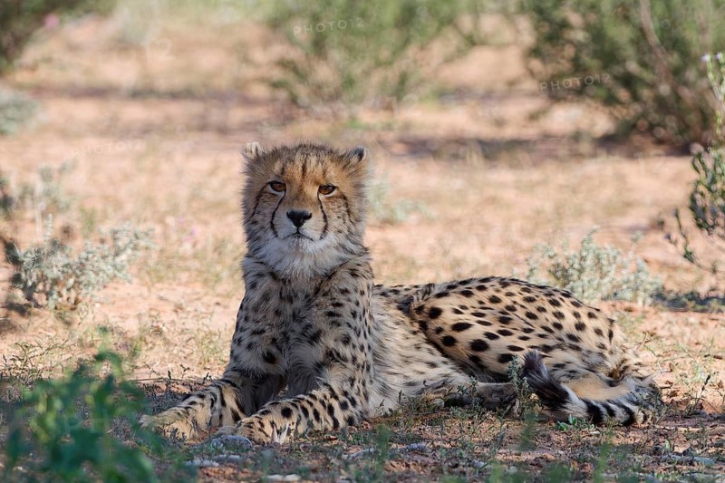 Cheetah (Acinonyx jubatus), young, lying in the shade, in the dry grassland, looking at the camera, alert, Kgalagadi Transfrontier Park, Northern Cape, South Africa