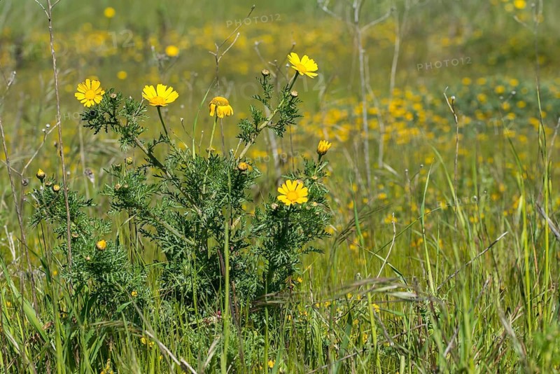 Asteraceae, Glebionis Coronaria, Granelli, Italy, daisy, crown usury, Pantani Cuba and Longarini, migratory bird sanctuary, Pantani Cuba & Longarini migratory bird sanctuary, chrysanthemum greens, crown daisy, flora, Garland chrysanthemum, Italy, plants, Sicily, foundation for biodiversity