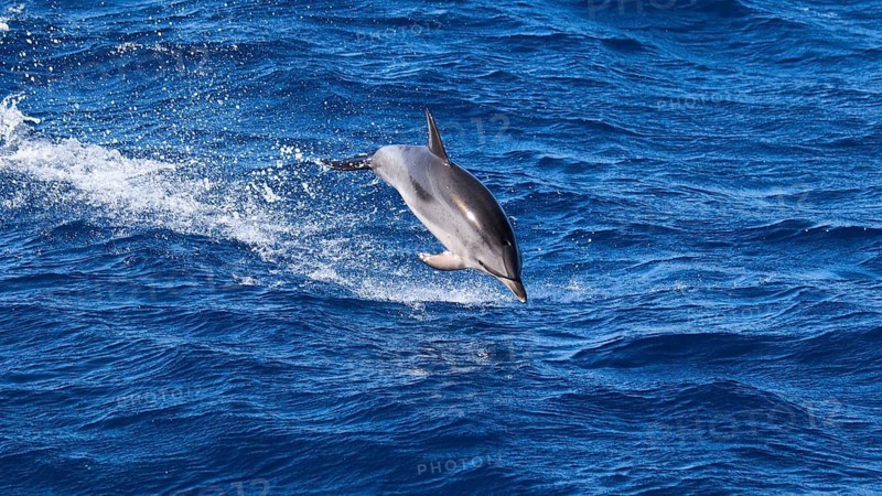A dolphin (Delphinidae) jumps out of the blue ocean while waves splash around it, whale watching boat tour, whale watching, whales, dolphins, west coast, Tenerife, Canary Islands, Spain