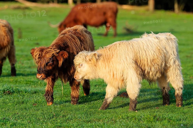 On a sunny morning, two Highland calves (Bos primigenius taurus) are running across a green pasture at the edge of the forest. Bavaria, Germany