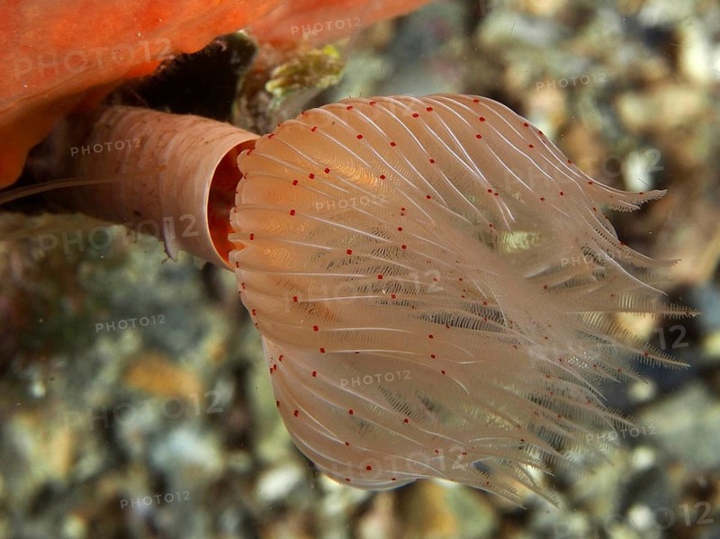 A smooth calcareous tube worm (Protula tubularia) lives on the seabed underwater, at the Cap de Creus Marine Protected Area dive site, Rosas, Costa Brava, Spain, Mediterranean Sea