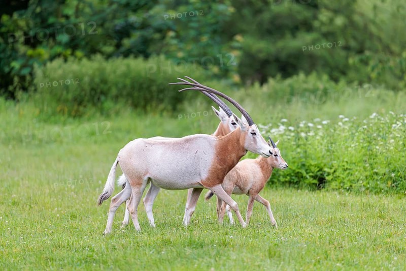 Two female Scimitar Oryx (Oryx dammah) and a young run across a green meadow on a cloudy day. Extinct in the wild. Central Sahara, Niger, Chad