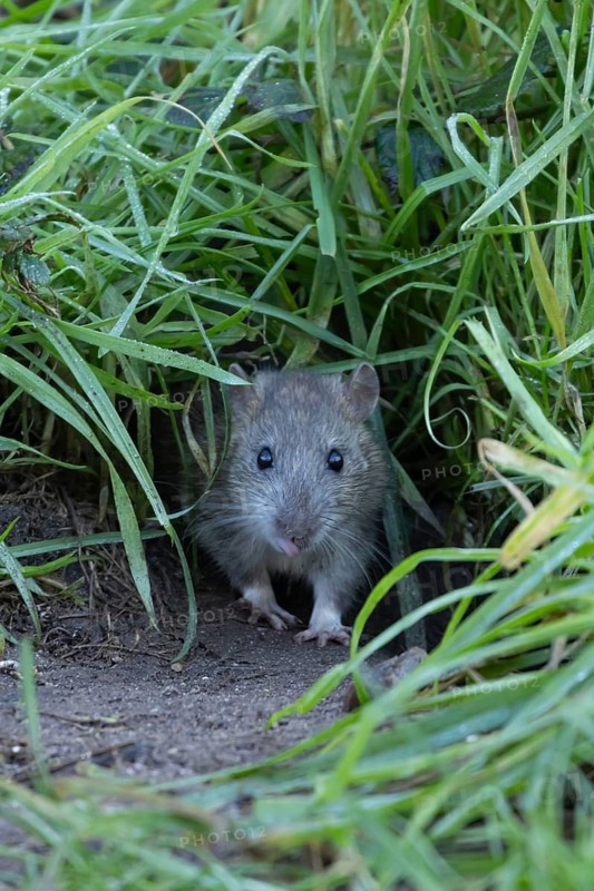 Brown rat (Rattus norvegicus) adult rodent animal emerging from a burrow hole entrance in grassland, England, United Kingdom