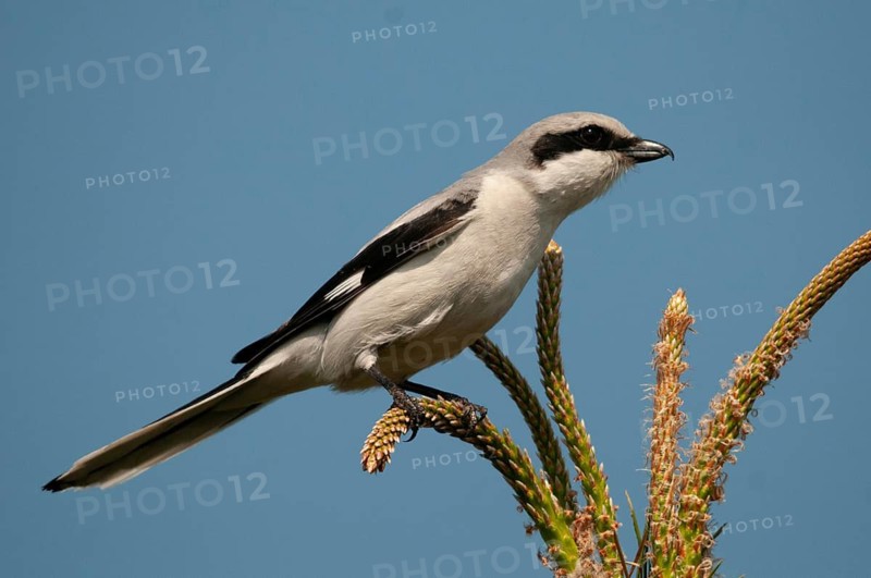 Brandenburg, Germany, Great Grey Shrike, Lanius Excubitor, national natural heritage, natural paradise Grünhaus, predatory shrikes, post-mining landscape, birds, green house, passeri, songbirds, birds
