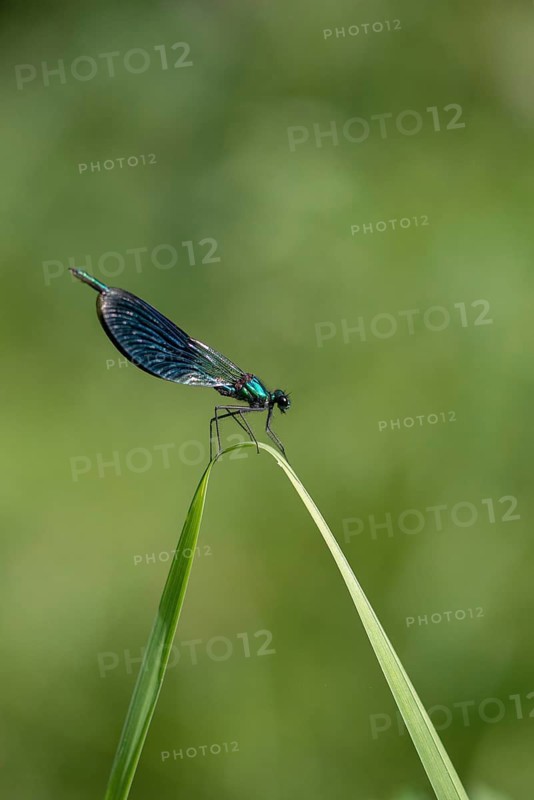 Banded demoiselle, calopteryx splendens, banded dragonfly, damselflies, dragonflies, high size, portrait format, insects, dragonflies, odonata, zygoptera