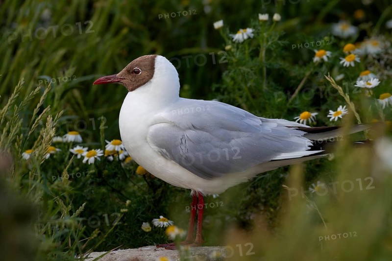 A rare moment of tranquillity in the black-headed gull colony (Chroicocephalus ridibundus), summer plumage, breeding plumage, breeding colony, bird colony, seabird colony, beach bird, coastal bird, Eidersperrwerk, July, Germany
