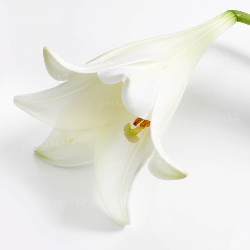 Lily, Easter lily, Bermuda lily (Lilium longiflorum) against a white background