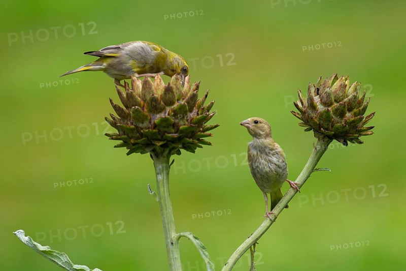 European greenfinch (Chloris chloris) adult male garden bird feeding on a Artichoke thistle flower bud with a juvenile bird looking on in summer, England, United Kingdom