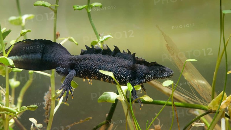 Great crested newt, crested newt, northern crested newt, Triturus cristatus, amphibians, amphibians, amphibians, amphibians, amphibians, male, newt, northern crested newt, warty newt