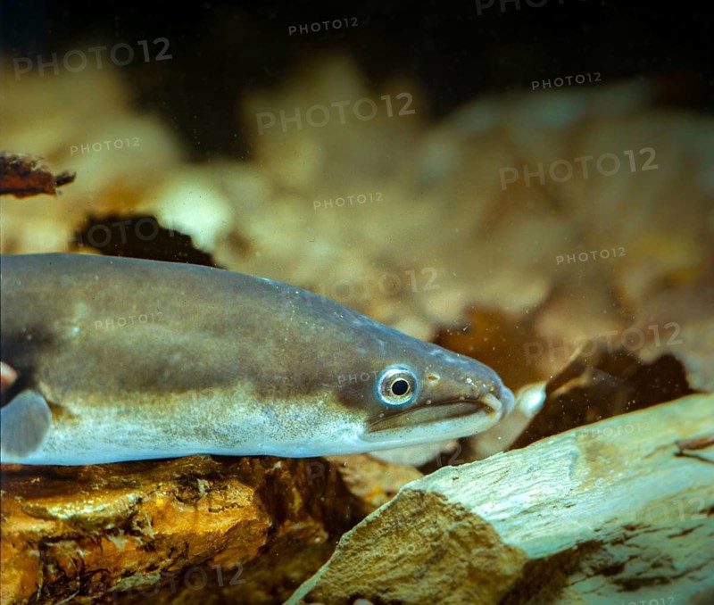 Anguilla Anguilla, eel, European eel, eel, fish, fishes, pisces