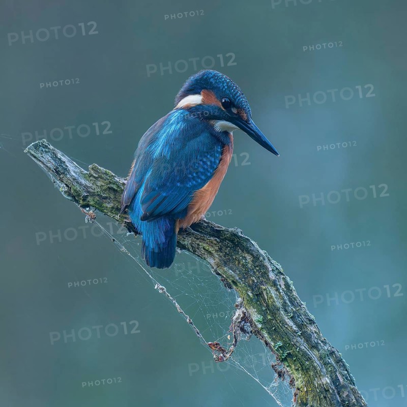 Kingfisher (Alcedo atthis) sitting on an old branch, perch and looking for prey, Lower Saxony, Germany