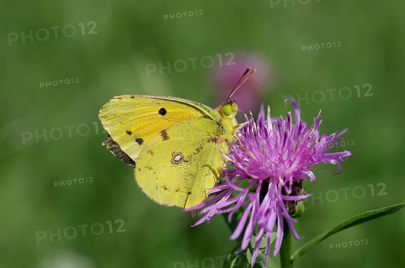 Postillon (Colias croceus), butterfly, yellow, close-up, nectar, Austria