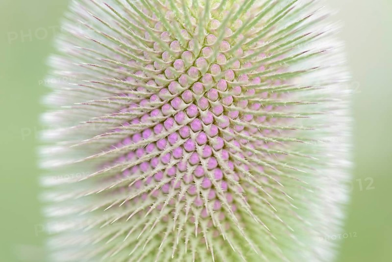 Wild teasel (Dipsacus fullonum), inflorescence in front of flowering, close-up, North Rhine-Westphalia, Germany