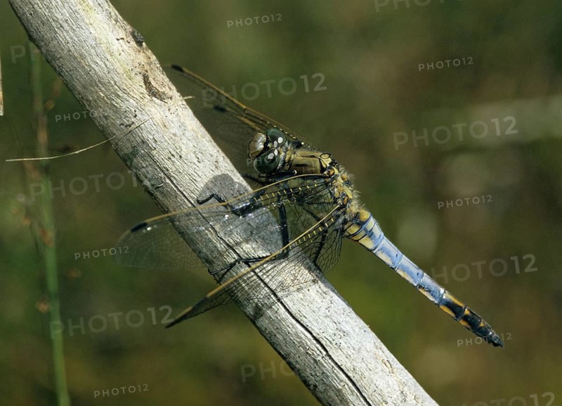 Black-tailed skimmer, big blue arrow, orthetrum cancellatum, anisoptera, damselflies, dragonflies, insects, insects, leo, dragonflies, male, odonata