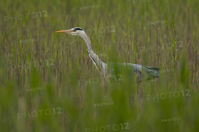 Grey heron (Ardea cinerea) adult bird in a reedbed, RSPB Minsmere nature reserve, Suffolk, England, United Kingdom