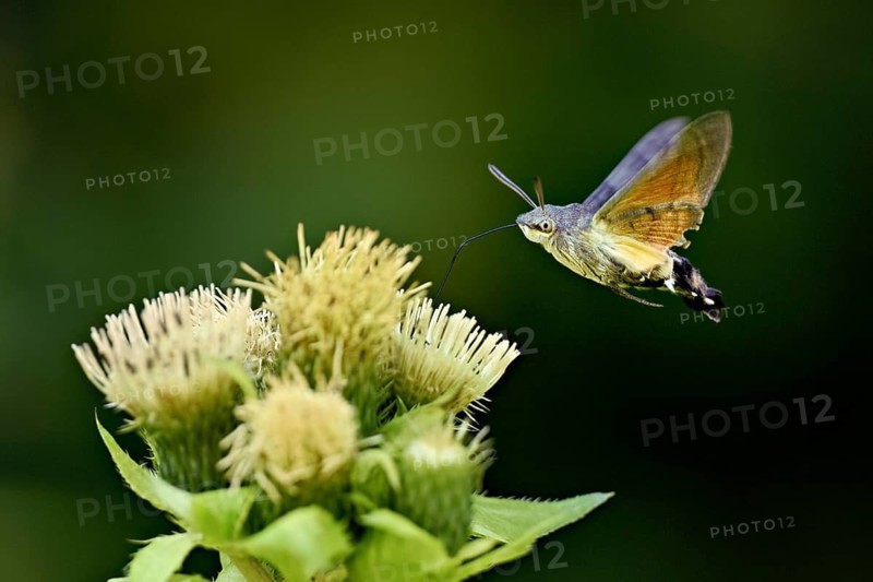 Dove's tail (Macroglossum stellatarum), flies on the flower of cabbage thistle (Cirsium oleraceum), Meienberg, Canton Aargau, Switzerland