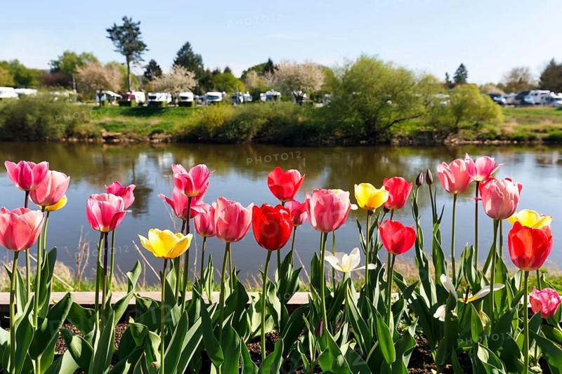 Red and yellow tulips in a raised bed, Weserpromenade, Höxter, Germany