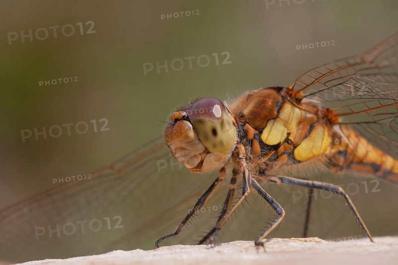 Common darter dragonfly (Sympetrum striolatum) adult female insect close up head portrait in summer, Suffolk, England, United Kingdom