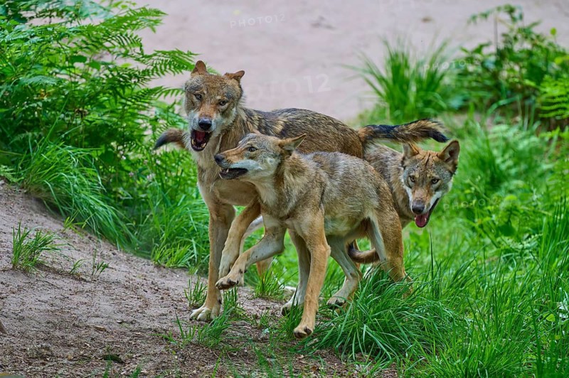 Three wolves are energetically exploring the green woodland surroundings, summer, wolf (Canis lupus), Germany