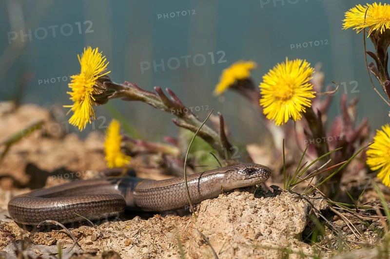 Anguis fragilis, slow worm, western slow worm, blindworm, critters, deaf adder, lizards, hazelworm, reptiles, lizards, long-cripple, reptilia, reptiles, slowworm