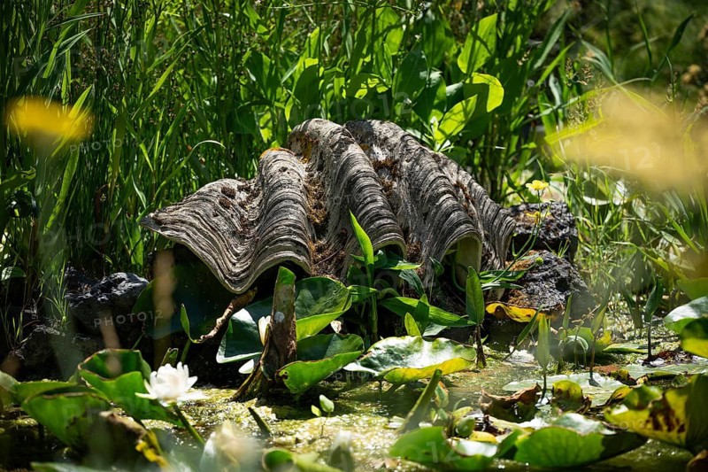 Giant mussel in a pond, Chelsea Physic Garden, historic botanical garden, oldest botanical garden in London, founded in 1673 by the Worshipful Society of Apothecaries, Chelsea, England, Great Britain
