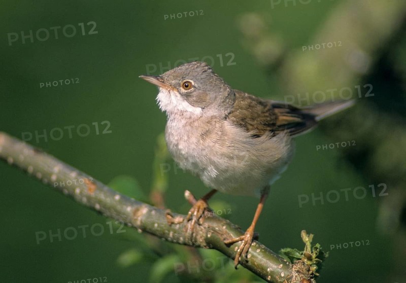 Warbler, Sylvia Communis, Whitethroat, Birds, Male, Male, Passeri, Songbirds, Birds