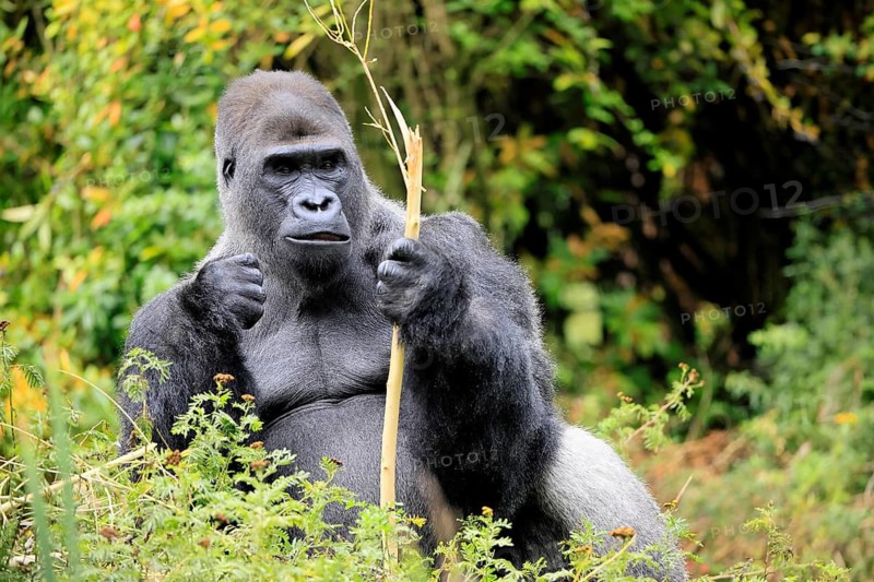 Western gorilla (Gorilla gorilla), adult, male, silverback, sitting on the ground, eating