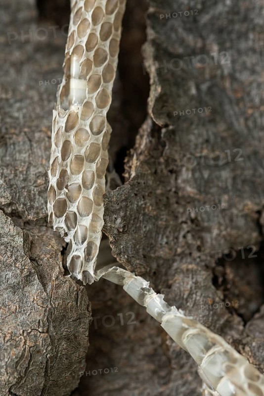 Coronella Austriaca, black snake, snake, critters, skin, high size, portrait format, molting, reptilia, reptilia, reptiles, snakes, slough, snakes