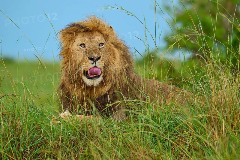 A lion sits majestically in the grass, looking at the camera with its mouth open, lion (Panthera leo), Masai Mara National Reserve, Narok County, Kenya