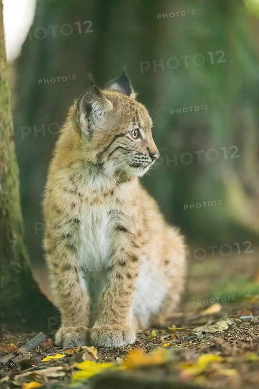 Eurasian lynx (Lynx lynx) youngsters (cub) sitting in a forest, Bavaria, Germany