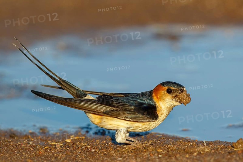 Red-rumped Swallow (Cecropis daurica) looking for nesting material, Lesvos, Greece