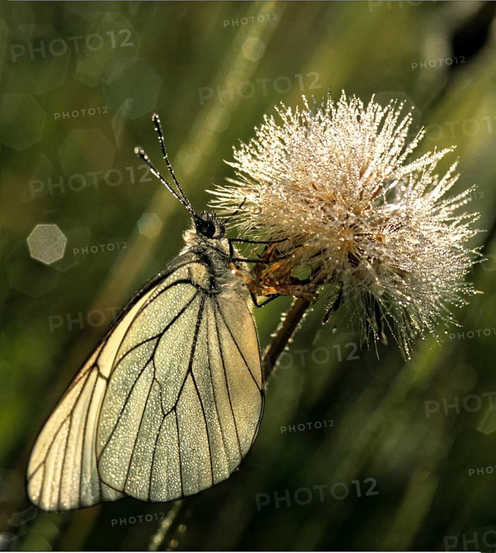 Aporia crataegi, tree whitening, black-veined white, black-winged white, butterfly, high size, portrait format, insects, leo, butterfly, butterflies