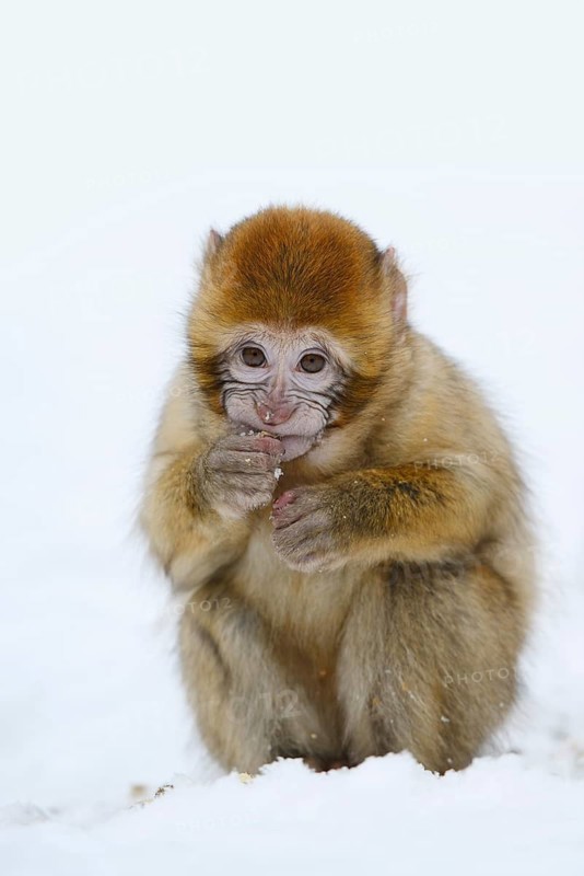 Barbary macaque or magot (Macaca sylvanus), young animal sitting in the snow and eating, winter, Azrou, Morocco