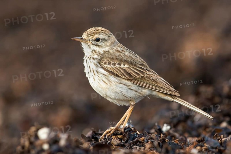 Berthelot's Pipit (Anthus berthelotii) on ground, Fuerteventura, Spain