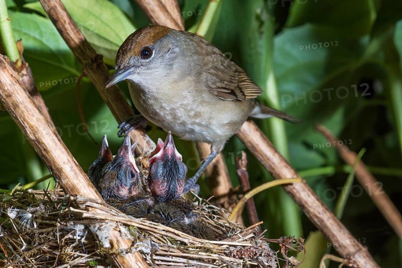 A female blackcap (Sylva atricapilla) in her nest after feeding her hungry chicks, amongst dense foliage, Baden-Württemberg, Germany