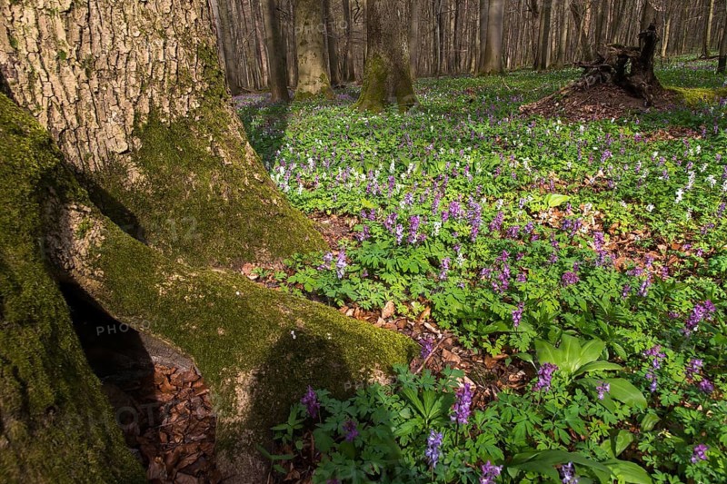 Alliaceae, Allium ursinum, wild garlic, Corydalis cava, earth smoke family, fumariaceae, hollow lark spur, hollow bulbous lark spur, hollowroot, garlic spinach, leek, lark spurs, ramsen garlic, wild herre, wild garlic, gypsy garlic, broad-leaved garlic, buckrams, flora, spring, Hainich, national park Hainich national park, natural forest, abandonment of use, plants, Ramsons, spring, total reserve, forest, wild garlic, wild garlic, wood