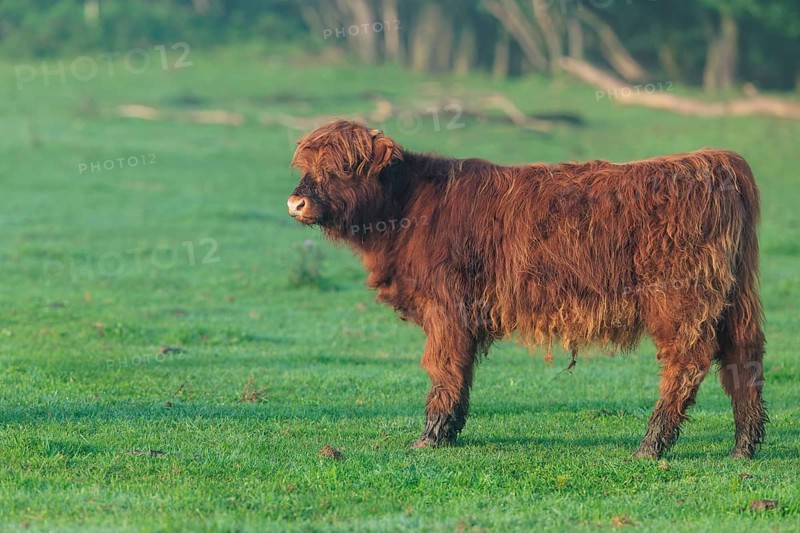 Early one sunny morning, a Highland calf (Bos primigenius taurus) walks across a green pasture at the edge of the forest. Bavaria, Germany