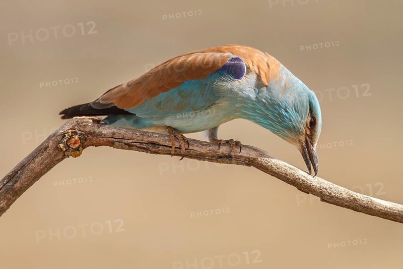 European Roller (Coracias garrulus), perched on a branch, Castile-La Mancha