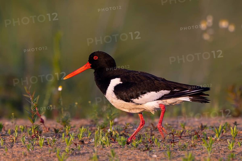 Eurasian Oystercatcher (Haematopus ostralegus), North Rhine-Westphalia, Germany